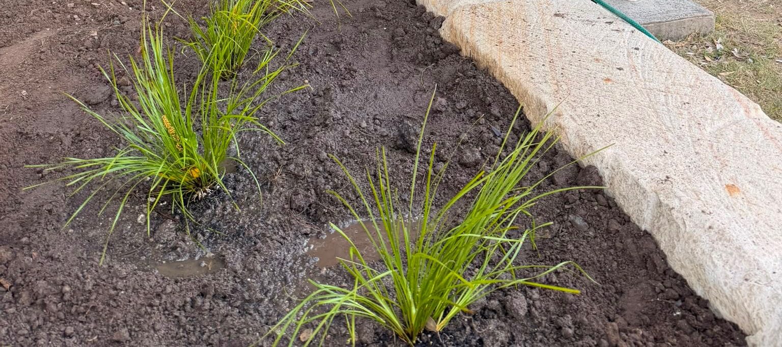 Newly planted native Lomandra grasses, just watered, beside the sandstone edge of one of the new garden beds